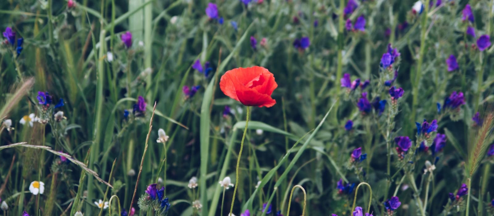 Video: How to... stand out from the crowd
